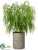 Weeping Juniper Tree - Green - Pack of 1