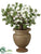 Rhododendron Plant - White Green - Pack of 1