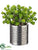 Sedum - Green - Pack of 1