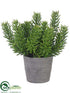 Silk Plants Direct Succulent - Green - Pack of 1