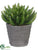 Aeonium - Green - Pack of 1