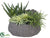 Succulents - Green - Pack of 1