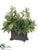 Sweet Bay, Rosemary Arrangement - Green - Pack of 1