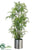 Fern - Green - Pack of 1