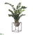 Zamioculcas - Green - Pack of 1