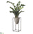 Zamioculcas - Green - Pack of 1