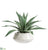 Agave - Green - Pack of 1