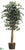 Ficus Tree - Green - Pack of 1