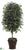 Ficus Tree - Green - Pack of 1