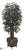 Rhapis Palm Tree - Green - Pack of 1