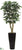 Banyan Tree - Green - Pack of 1