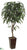 Mango Tree - Green - Pack of 1