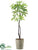 Pachira Aquatica Tree - Green - Pack of 1