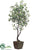 Ficus Tree - Green - Pack of 1