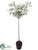 Olive Tree - Green - Pack of 1