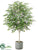 Birch Tree - Green - Pack of 1