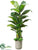 Banana Tree - Green - Pack of 1