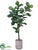 Fiddle Leaf Tree - Green - Pack of 1