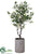 Ficus Tree - Green - Pack of 1