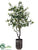 Ficus Tree - Green - Pack of 1