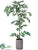 Coffee Leaf Tree - Green - Pack of 1