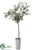 Olive Tree - Green - Pack of 1