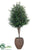 Olive Tree - Green - Pack of 1