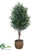 Olive Tree - Green - Pack of 1