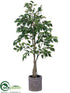 Silk Plants Direct Ficus Tree - Green - Pack of 1