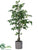 Ficus Tree - Green - Pack of 1