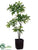 Pachira Aquatica Tree - Green - Pack of 1