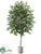 Birch Tree - Green - Pack of 1