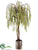 Willow Tree - Green - Pack of 1