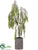 Willow Tree - Green - Pack of 1