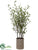 Cornus Tree - Green - Pack of 1