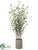 Cornus Tree - Green - Pack of 1