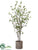 Cornus Tree - Green - Pack of 1