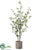 Cornus Tree - Green - Pack of 1