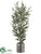 Eucalyptus Tree - Green - Pack of 1