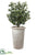 Olive Tree - Green - Pack of 1