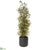 Cedar Tree - Green - Pack of 1