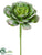 Echeveria Bouquet Pick - Green Snow - Pack of 12