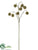 Platanus Spray - Brown Light - Pack of 12