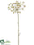 Cow Parsnip Spray - Beige - Pack of 6