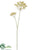 Cow Parsnip Spray - Beige - Pack of 6