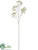 Aralia Bud Spray - Cream - Pack of 12