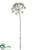 Dandelion Spray - Green Ice - Pack of 24