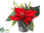 Velvet Poinsettia, Protea - Red Green - Pack of 6