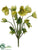 Helleborus Bush - Green - Pack of 12