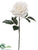 Glitter Rose Spray - Cream - Pack of 12